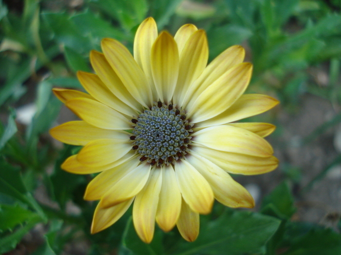 Daisy Sunny Amanda (2009, August 18)