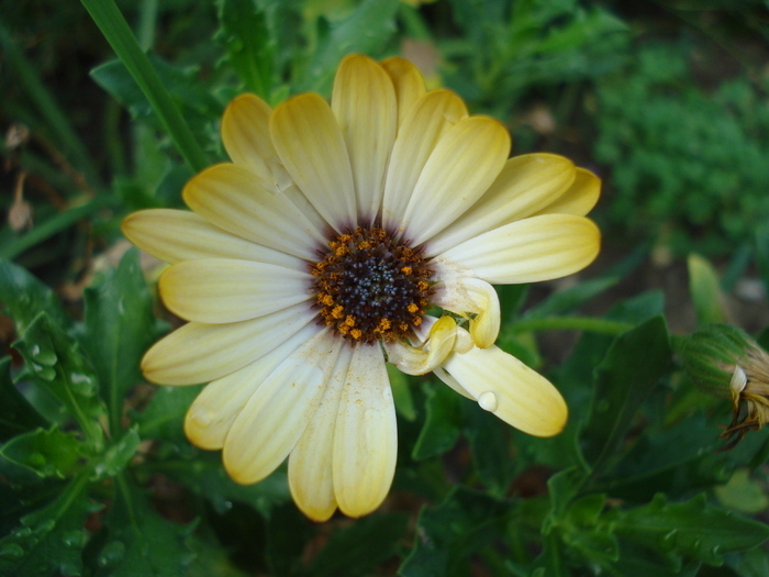 Daisy Sunny Amanda (2009, August 29)