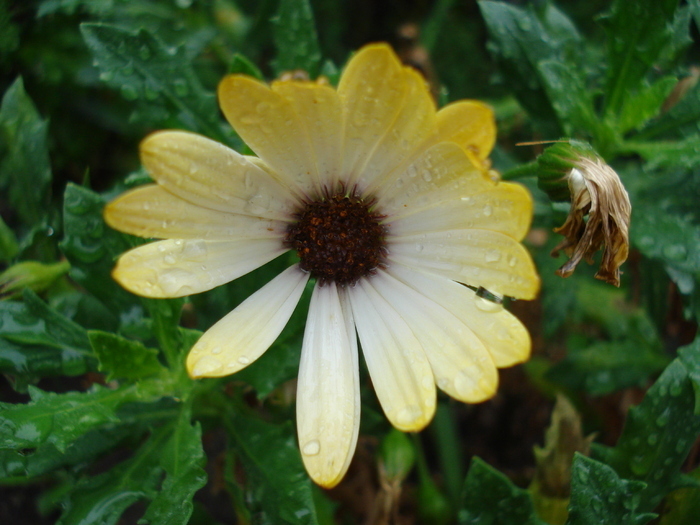 Daisy Sunny Amanda (2009, August 31)