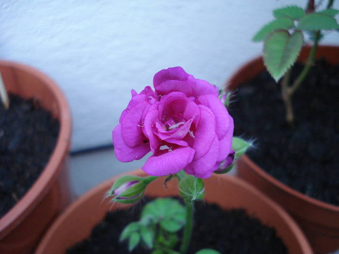 Ivy-geranium Amethyst (2009, April 02)