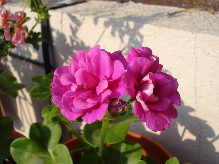 Ivy-geranium Amethyst (2009, April 18)