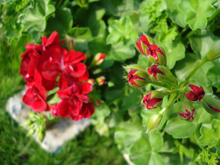 Ivy geranium Barock (2009, May 19) - Ivy-geranium Barock