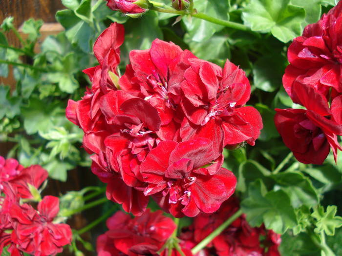 Ivy geranium Barock (2009, May 24) - Ivy-geranium Barock