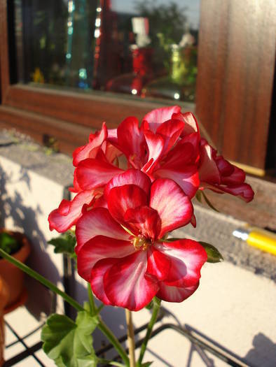 Ivy geranium Rouletta (2009, May 09)