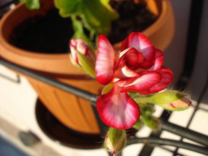 Ivy geranium Rouletta (2009, May 09)