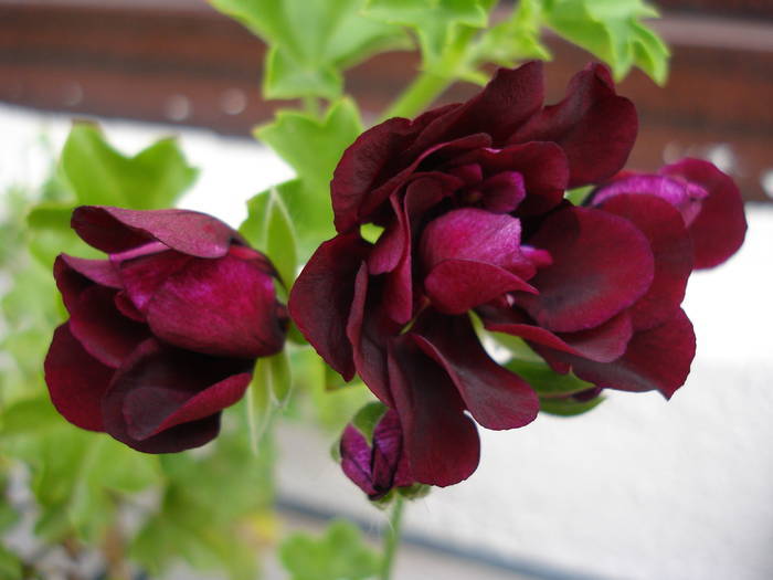 Ivy geranium Taj Mahal (2009, Aug.06) - Ivy-geranium Taj Mahal