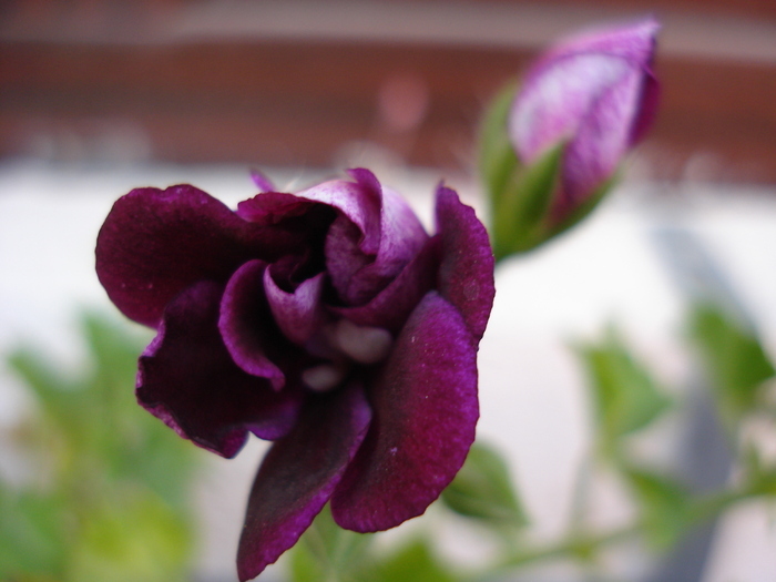 Ivy geranium Taj Mahal (2009, Aug.28)