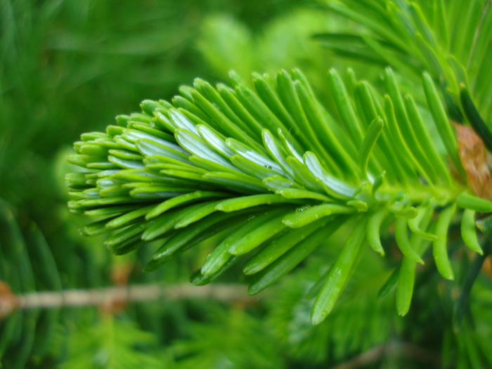 Abies koreana (2010, May 15)