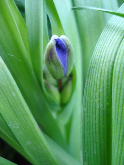 Blue Spiderwort 11may2010 - TRADESCANTIA Blue