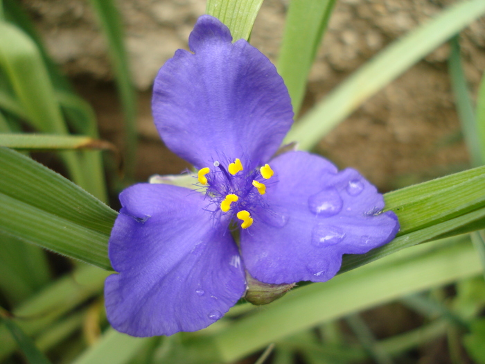 Blue Spiderwort 17may2010 - TRADESCANTIA Blue