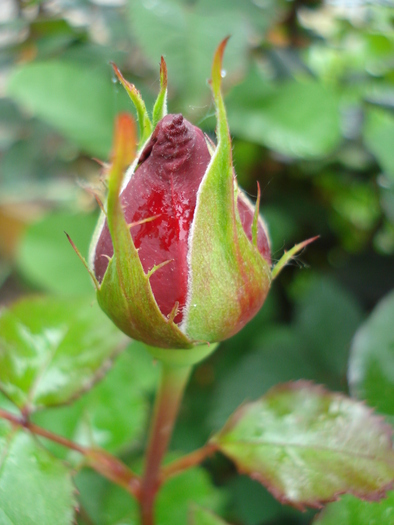 Rose Dame de Coeur (2010, May 15)