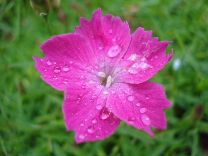 Dianthus Kahori (2010, May 15) - Dianthus Kahori