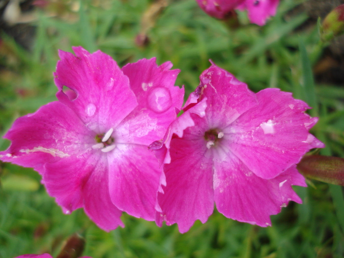 Dianthus Kahori (2010, May 17) - Dianthus Kahori