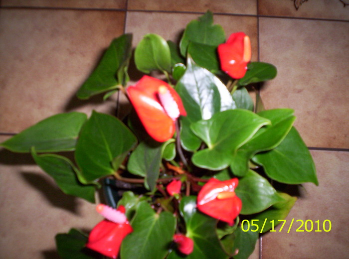 Anthurium - Flori de camera