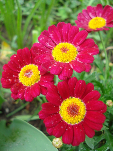 Daisy Madeira Red (2010, May 15) - Argyranthemum Madeira Red