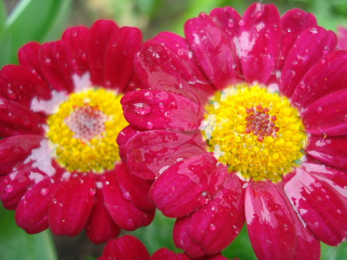 Daisy Madeira Red (2010, May 15) - Argyranthemum Madeira Red