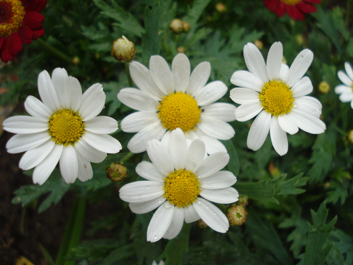 Daisy Madeira White (2010, May 15) - Argyranthemum Madeira White