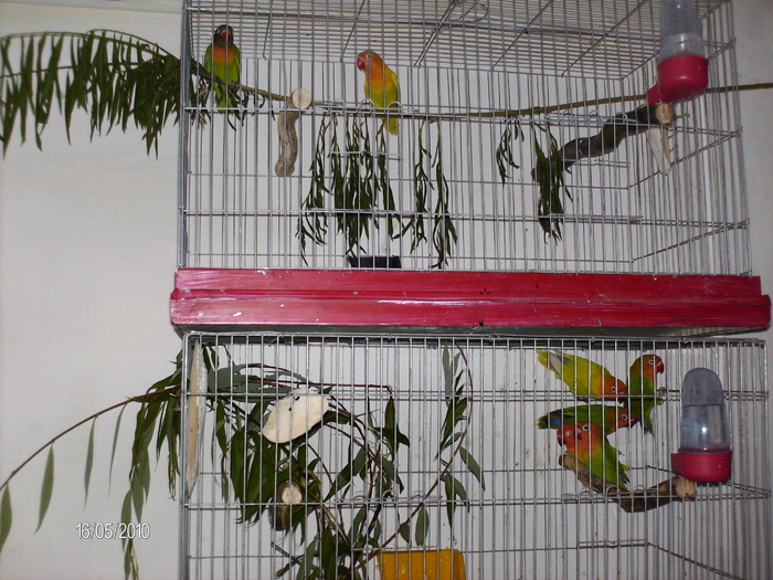 selectati (sa nu fie frati) - Agapornis-Pui-13