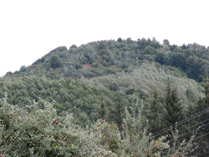 Copy of Copy of IMG_3518