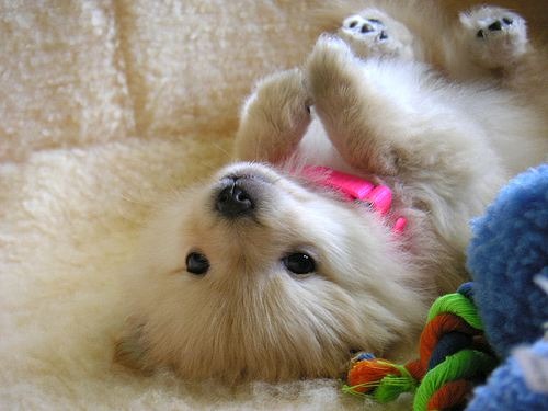 Cute Puppy.