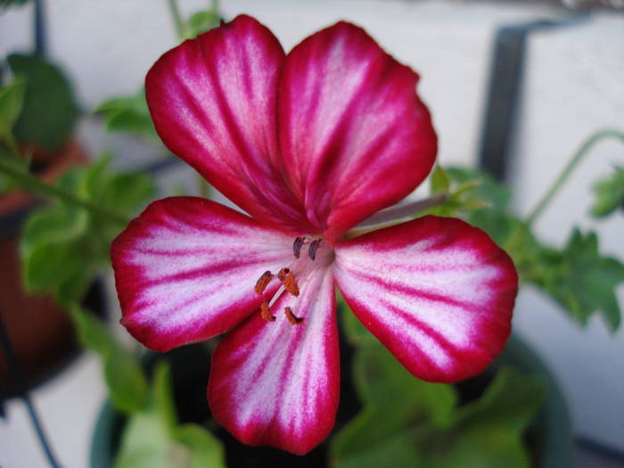 Ivy geranium Happy Face Mex (09, May 25)