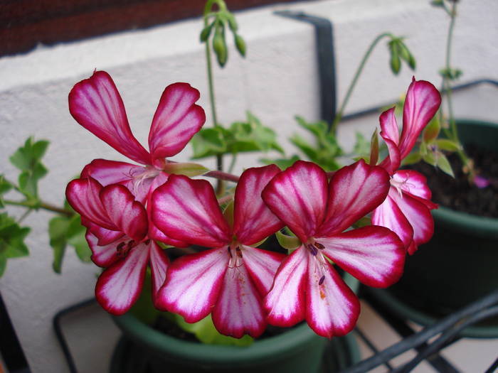 Ivy geranium Happy Face Mex (09, May 29)