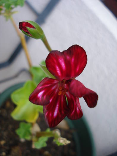 Ivy geranium Happy Face Mex (09, Aug.06)