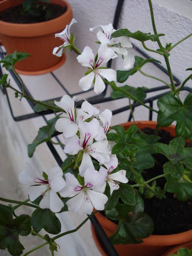 Mini Cascade White (2009, April 15) - Ivy-geranium Mini Cascade W