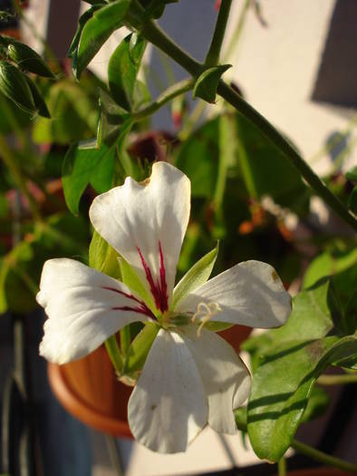 Mini Cascade White (2009, May 09) - Ivy-geranium Mini Cascade W