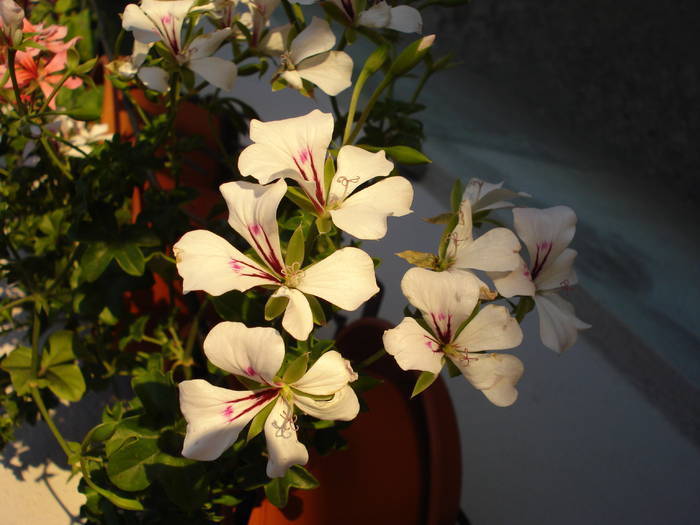 Mini Cascade White (2009, May 24) - Ivy-geranium Mini Cascade W