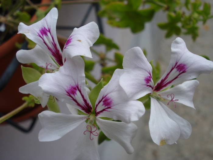 Mini Cascade White (2009, August 09) - Ivy-geranium Mini Cascade W