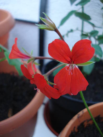 Mini Cascade Red (2009, April 02) - Ivy-geranium Mini Cascade Red