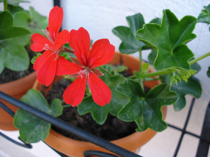 Mini Cascade Red (2009, May 06) - Ivy-geranium Mini Cascade Red