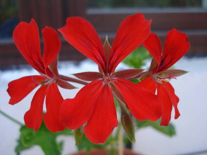 Mini Cascade Red (2009, May 27) - Ivy-geranium Mini Cascade Red