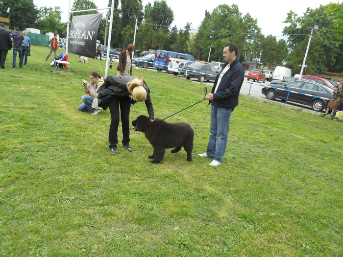 Picture 080 - 22a Expo chinologica Bucuresti 2010
