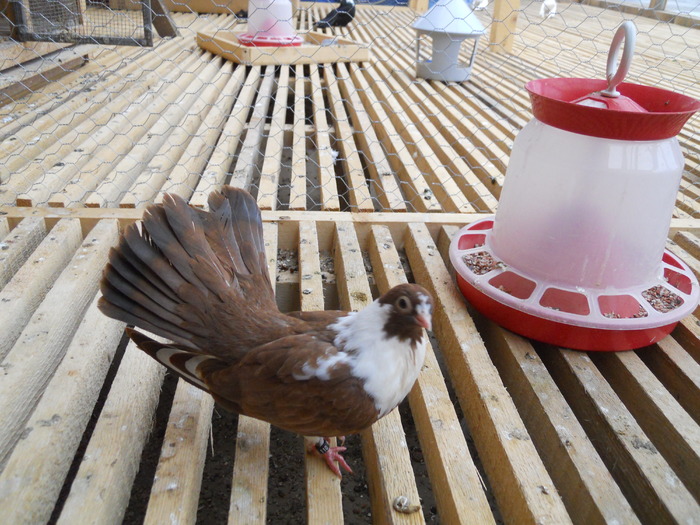 Picture 176 - Raicu 3