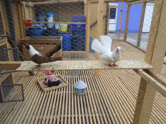 Picture 181 - Raicu 3