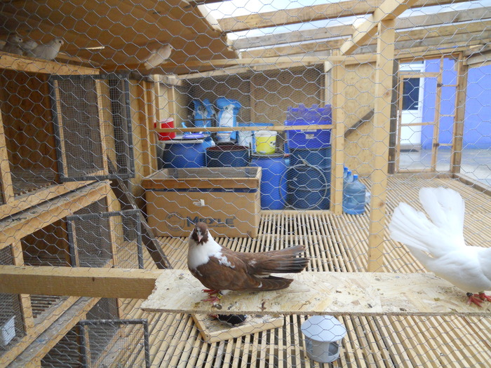 Picture 182 - Raicu 3