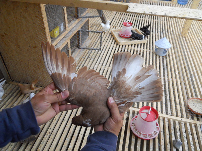 Picture 185 - Raicu 3