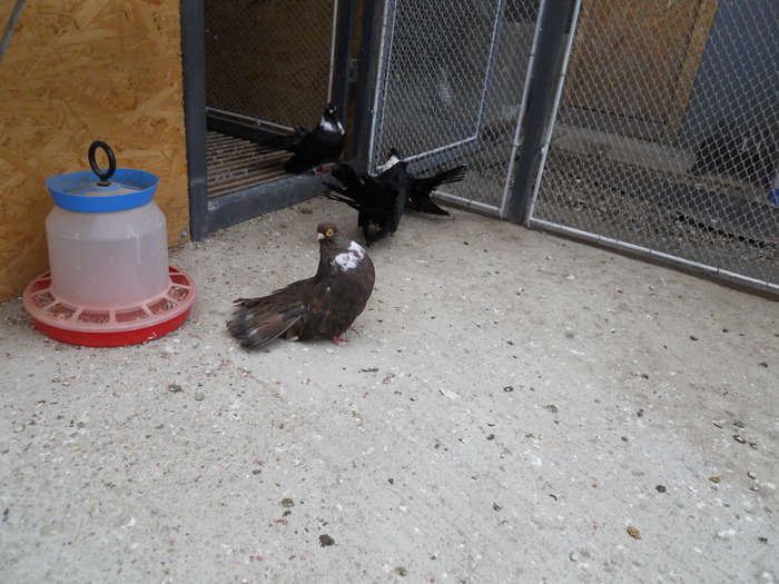 Picture 196 - Raicu 3