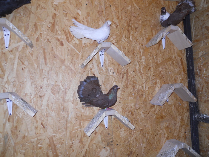 Picture 199 - Raicu 3