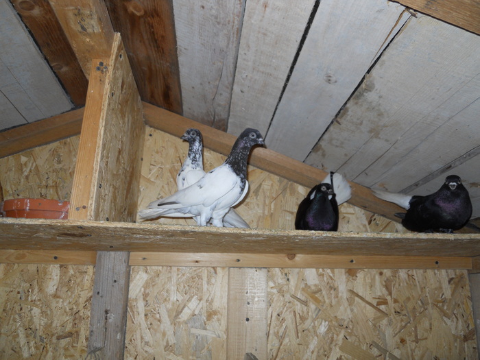 Picture 213