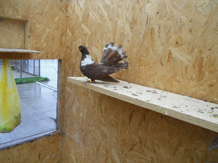 Picture 231 - Raicu 3