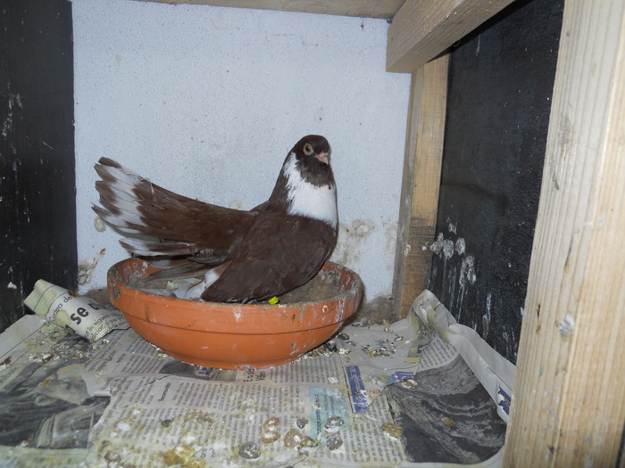 Picture 233 - Raicu 3