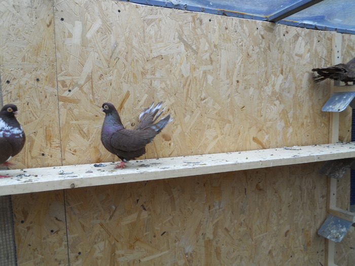 Picture 235 - Raicu 3