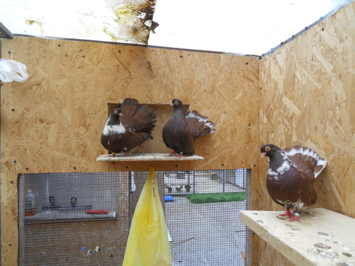 Picture 236 - Raicu 3