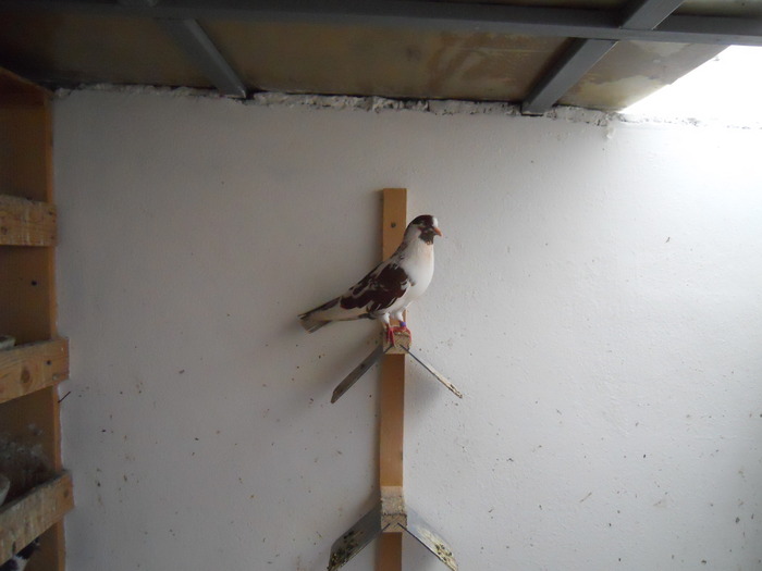 Picture 253