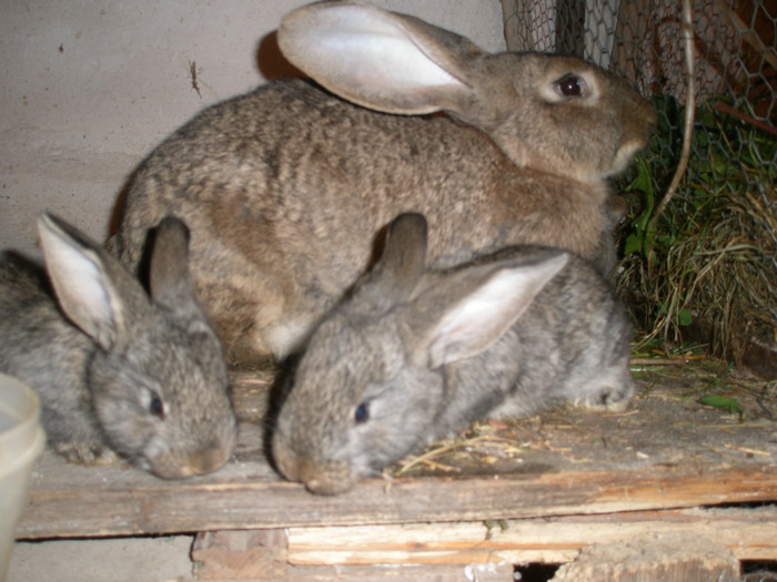 mama cu pui - poze iepuri belgieni - mai 2010