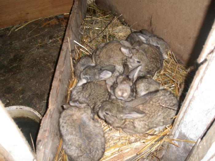 pui de 3 saptamani - poze iepuri belgieni - mai 2010