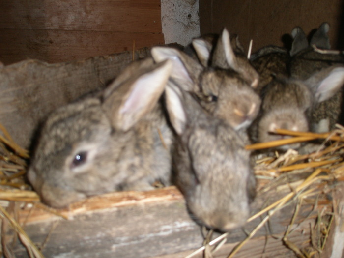 pui 2010 - poze iepuri belgieni - mai 2010